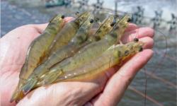 Featured image of post AI-Powered Shrimp Farm Monitoring Solution for the Aquaculture Industry